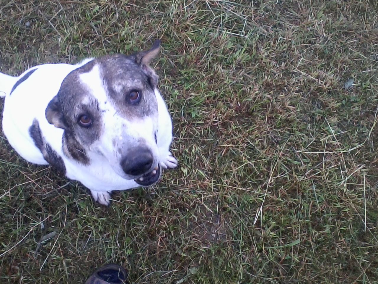 Gib ma 'n Leckerchen.jpg (1280 x 960)